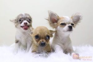 Shoperro Chihuahua 480cc Petfy 