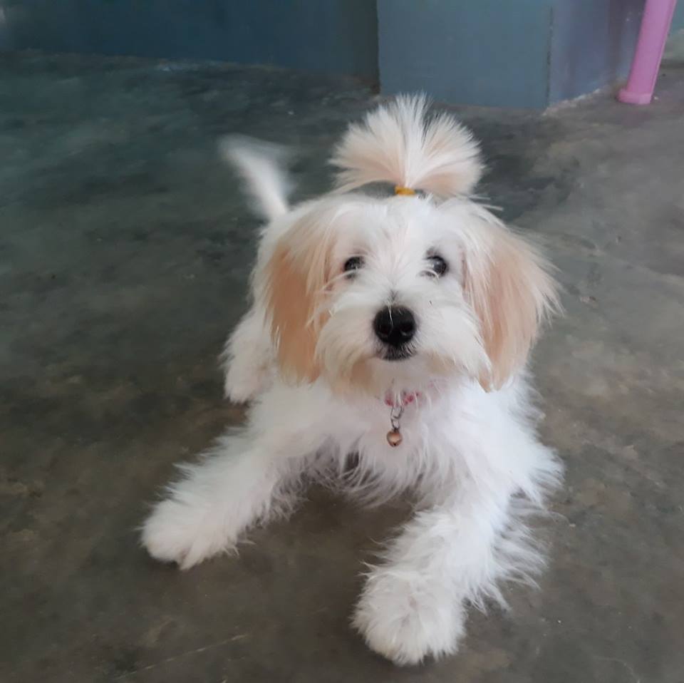 Mandalay Pet Shop We Love Your Pets, We Care For You